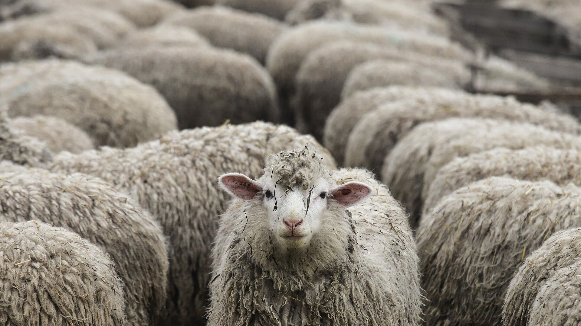 Грузия в 2024 году не покупала у России овец