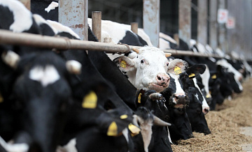 В Калмыкии действует карантин из-за заболеваний скота