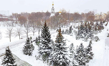 Более 25 тысяч вечнозеленых растений высадили в Москве в 2025 году