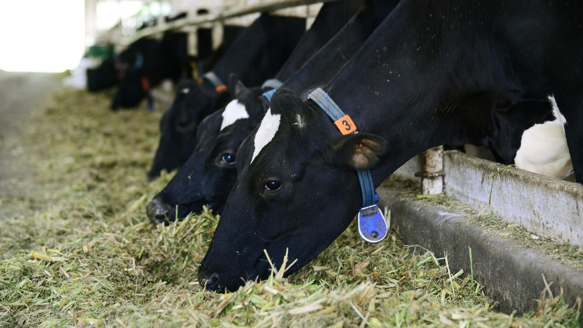 В Новосибирской области продолжают изъятие скота из-за пастереллеза
