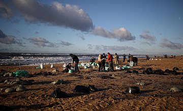 Молодежные организации помогают в очистке пляжей Кубани от мазута