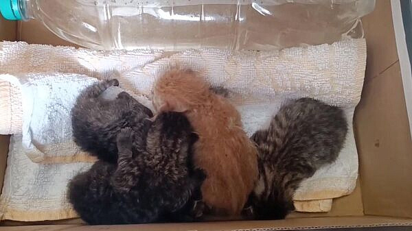 � ���������� ������ ������� �����, ����������� �� �������