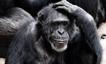 Биологи нашли общие жесты невербального общения у человека и приматов