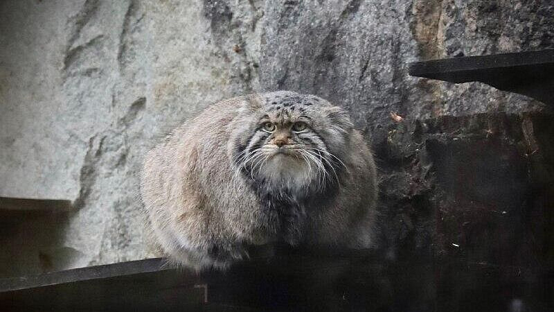 В Московском зоопарке рассказали, кто больше всего радуется зимним холодам