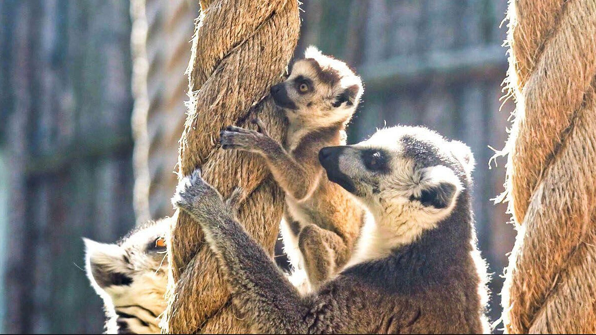 � ���������� �������� �������� ��� �������� �������� �������