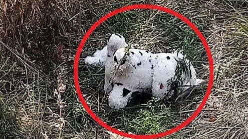 ВСУ подбросили заминированную игрушку в село Харьковской области