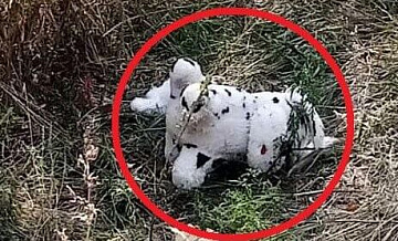 ВСУ подбросили заминированную игрушку в село Харьковской области