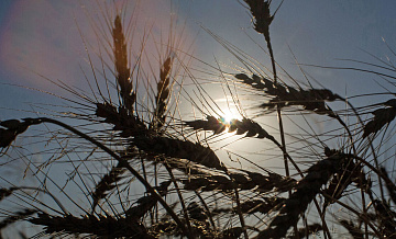 Ученые Сколтеха впервые в России отредактировали геном пшеницы