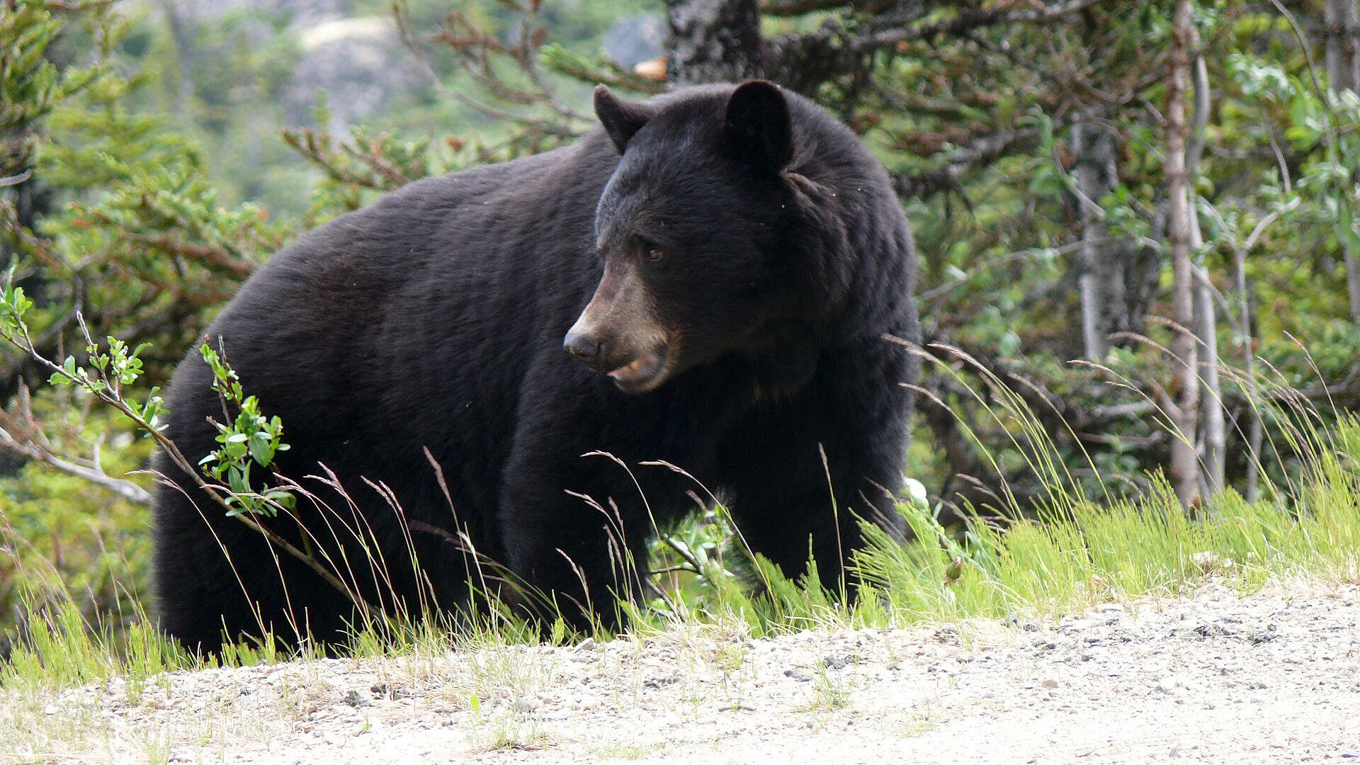 Медведь съел пенсионерку в ее собственном доме