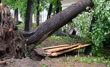 В Москве в воскресенье ветер повалил 62 дерева