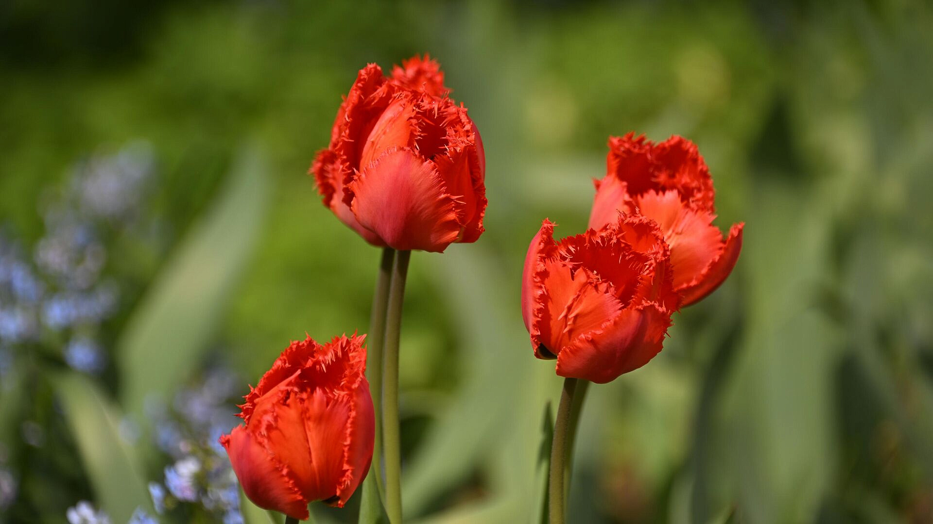 В "Аптекарском огороде" распустились первые тюльпаны