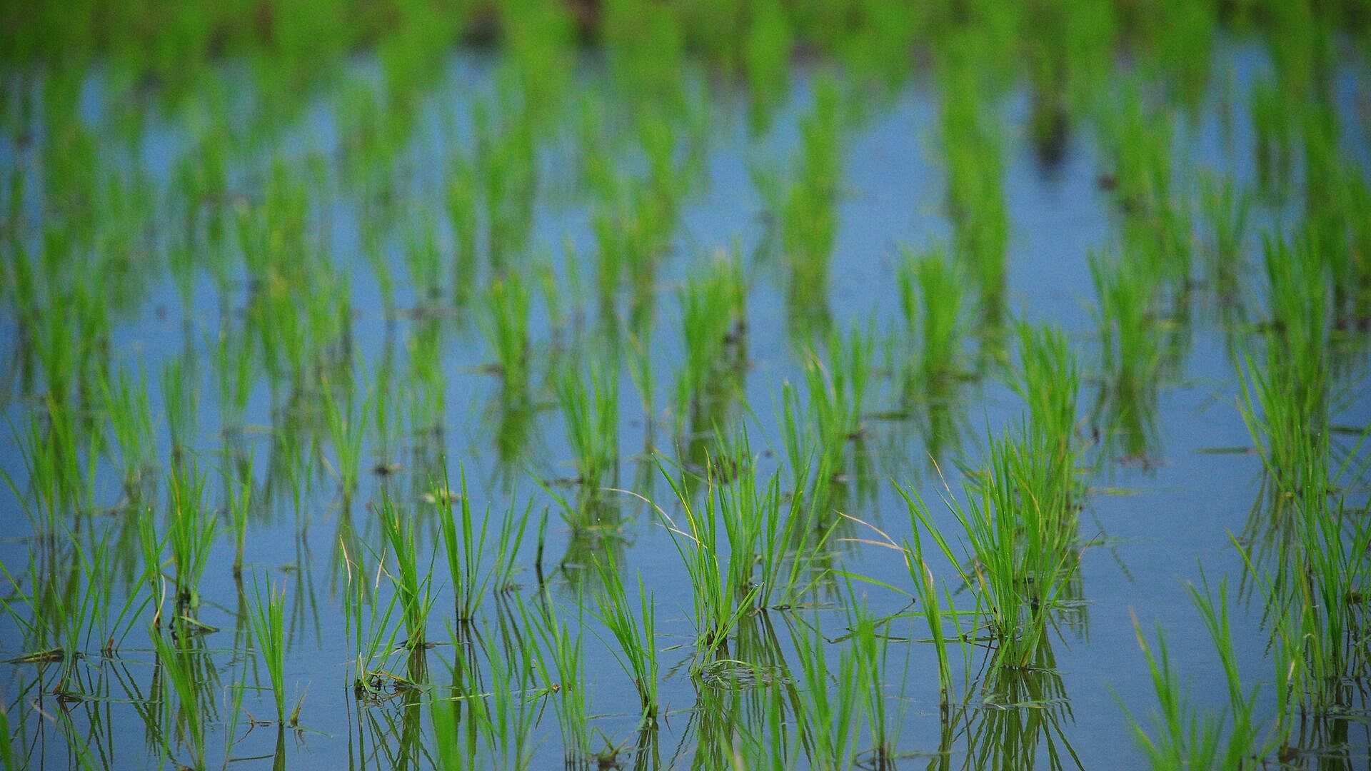 Названы самые подверженные продовольственным кризисам из-за климата страны