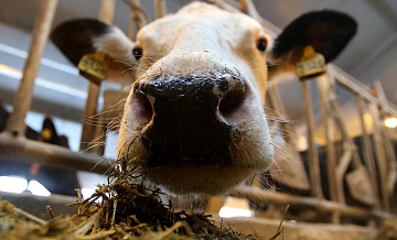 Россиянам рассказали, можно ли заразиться пастереллезом от животных