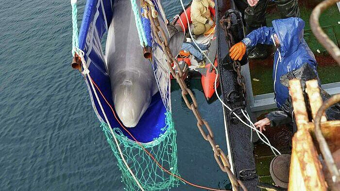 Уровень радионуклидов в водах Японского моря не превышает нормативов