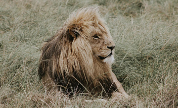 Блогер, который держит льва на участке, заявил, что его оклеветали