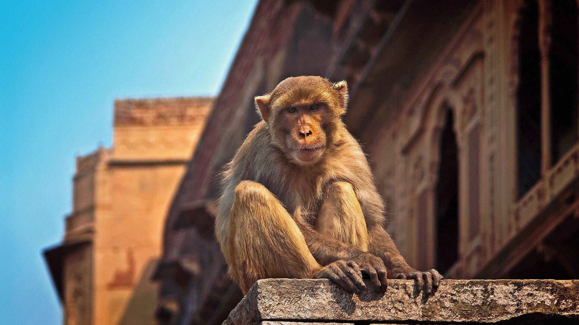 На Шри-Ланке произошло отключение электроэнергии из-за обезьяны