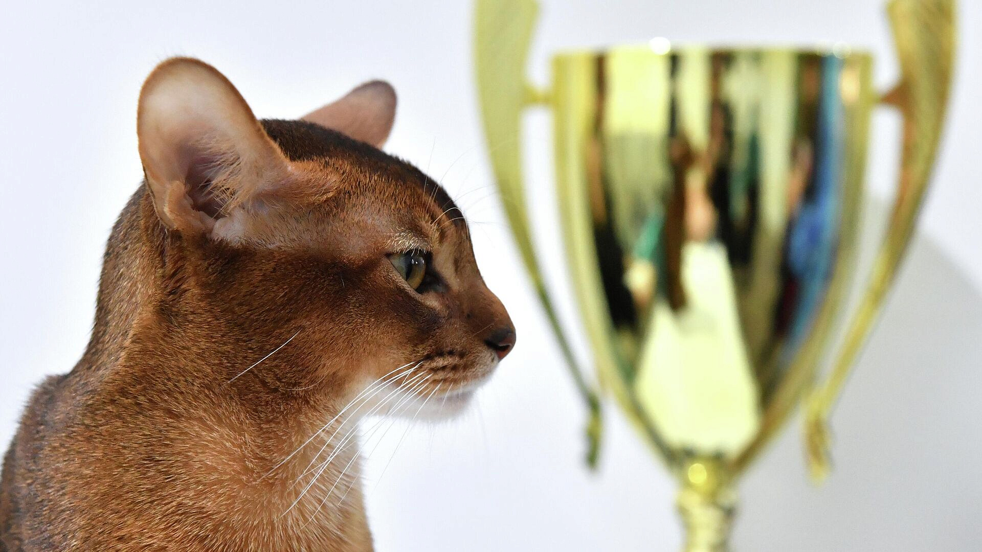 Самый красивый кот в мире привык к выставкам, рассказала его хозяйка