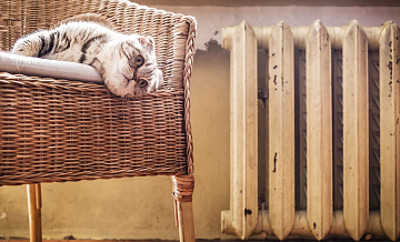 Ветеринар рассказала о симптомах весенней аллергии у животных