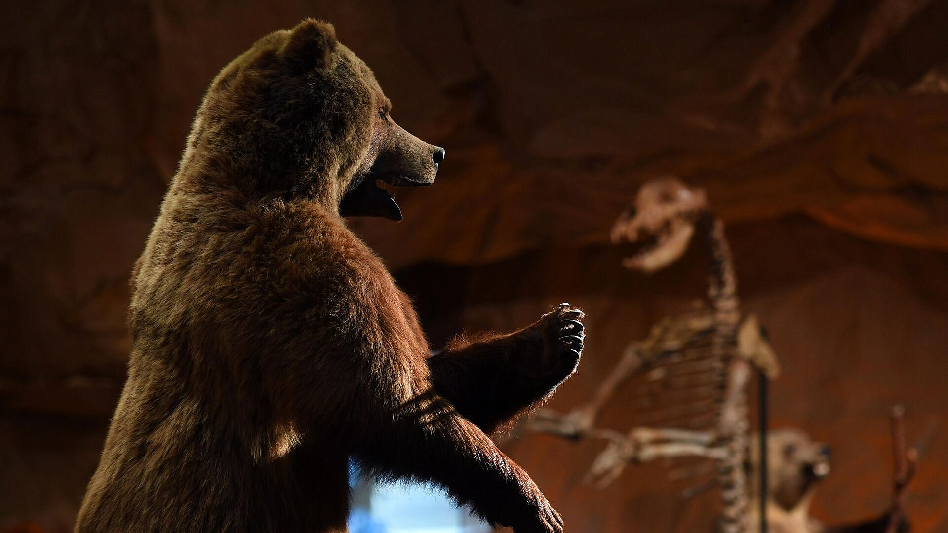 Палеонтологи установили новый вид вымершего гигантского медведя