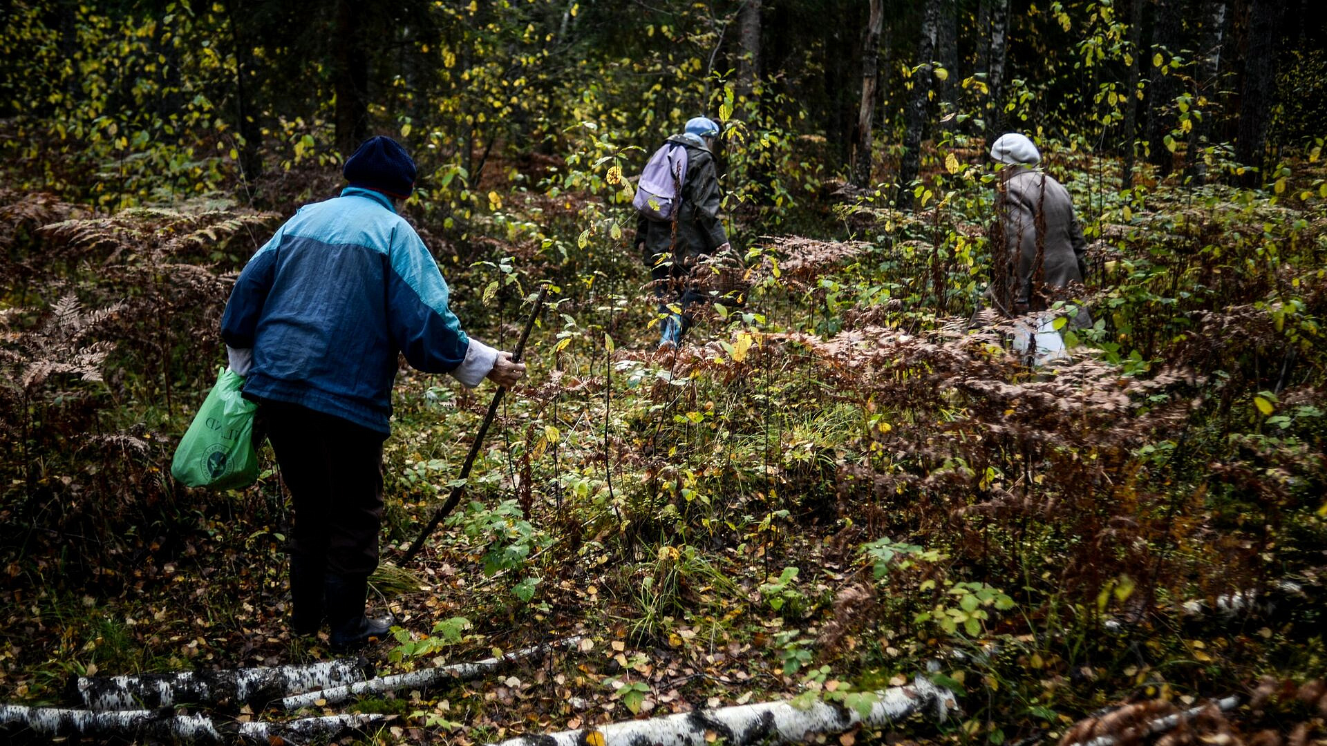 В Подмосковье появились первые весенние грибы