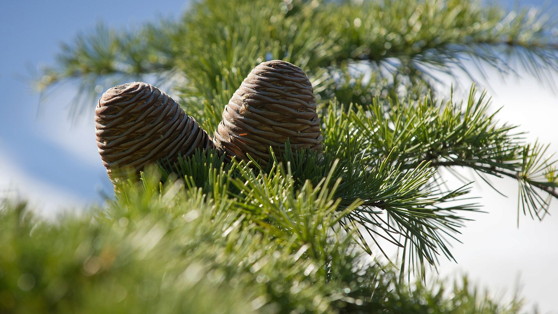 Россиянам ограничат сбор еще одного ценного продукта