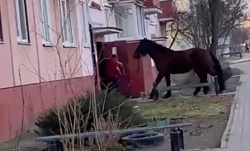 В Гомеле мужчина пытался завести коня в многоквартирный дом