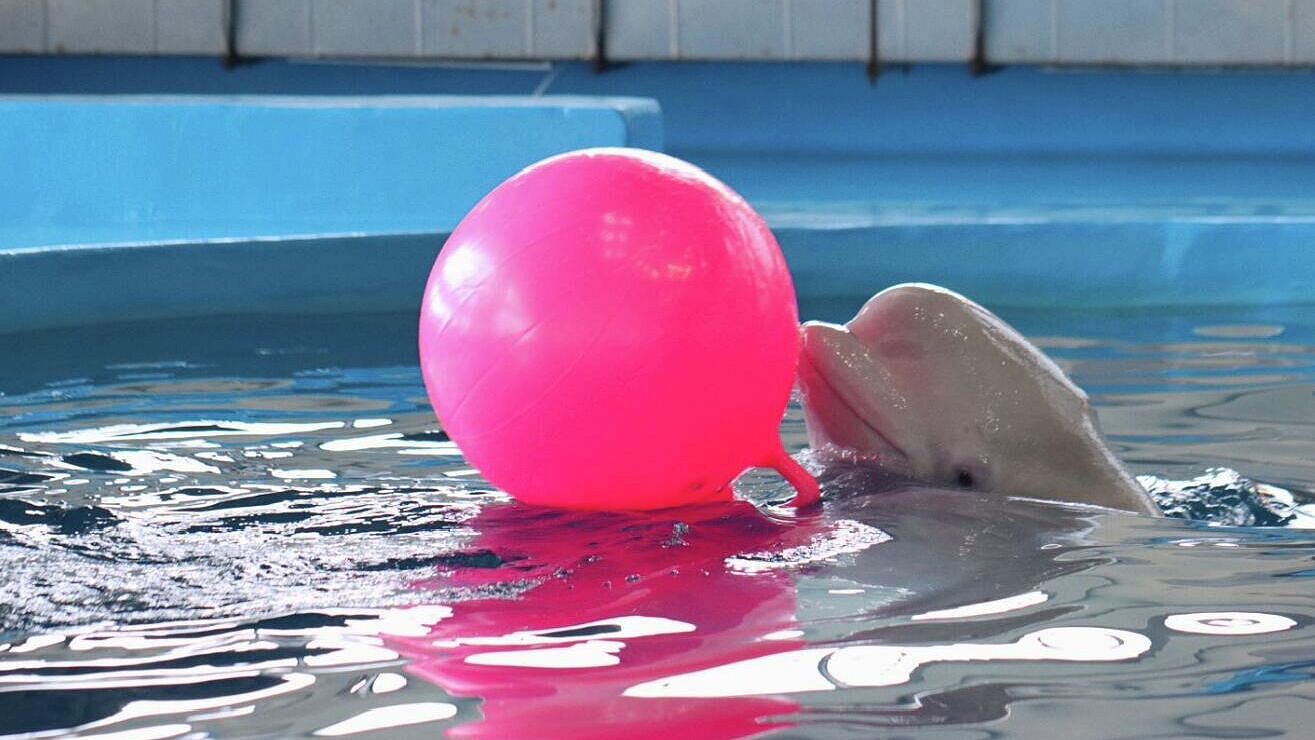 В Приморском океанариуме поздравили белуху Калину с четырехлетием