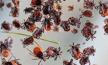 Роспотребнадзор рассказал, как можно заразиться клещевым энцефалитом