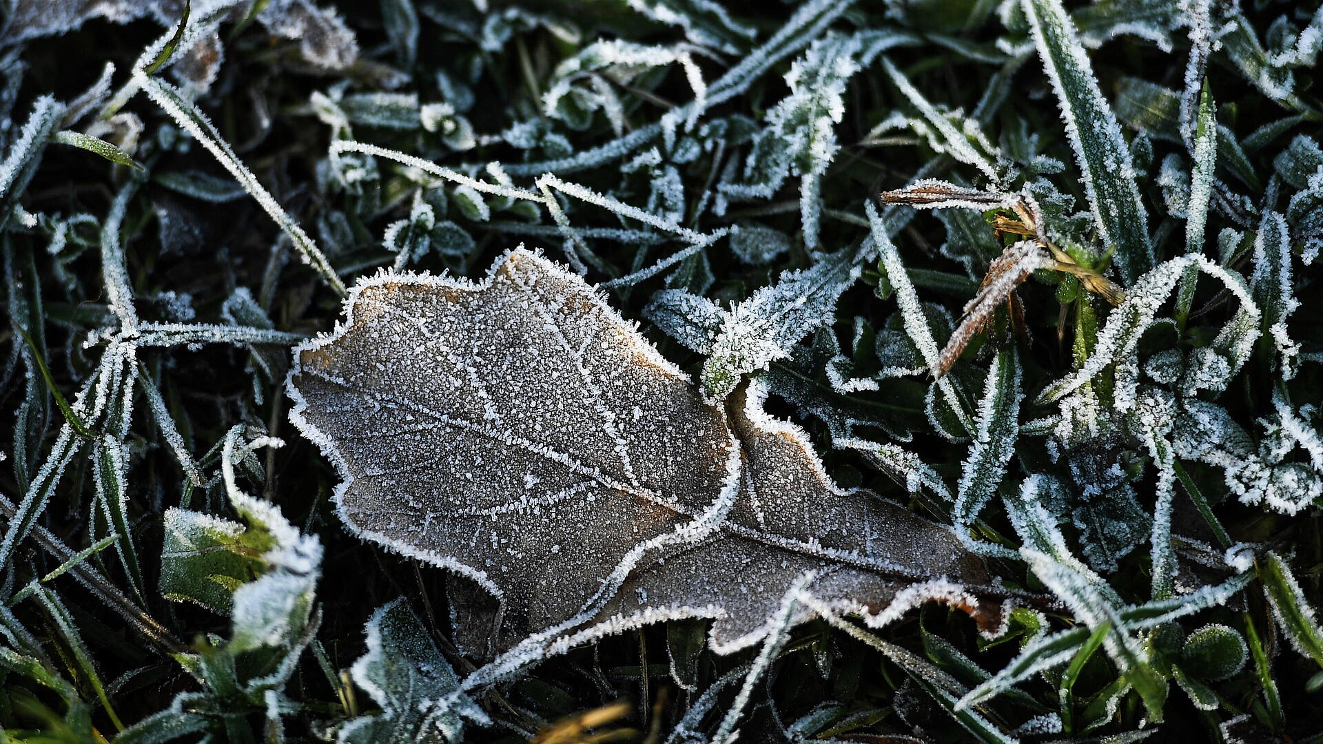 Синоптик назвала российские регионы, где пока сохранятся ночные заморозки