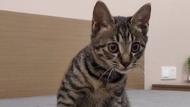 Кошка в Китае случайно отправила письмо об увольнении своей хозяйки