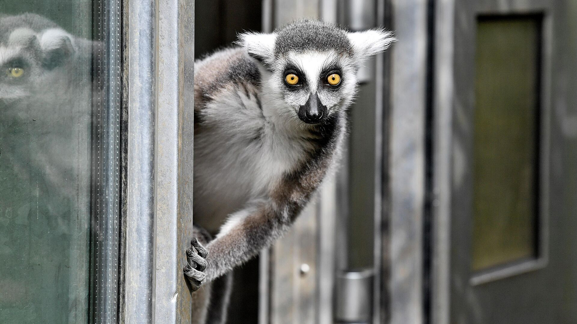 В Омском зоопарке родился лемур