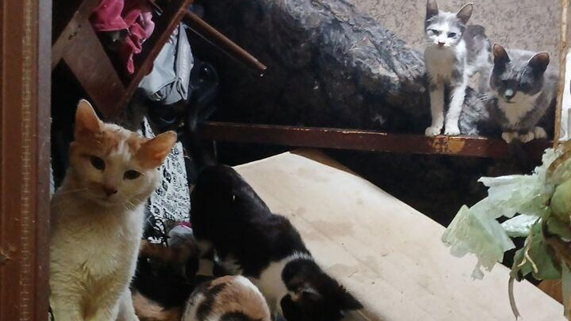 В Москве из захламленной квартиры спасли еще 13 кошек