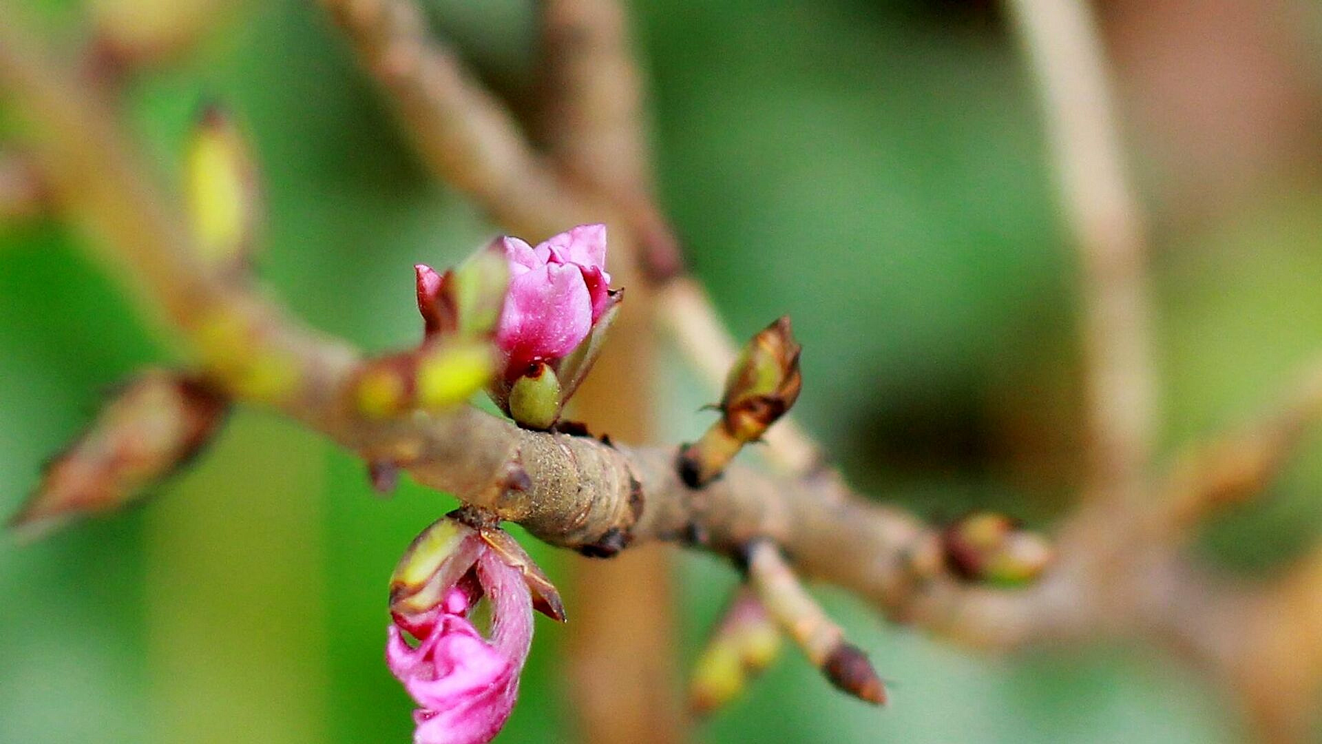 Биолог предупредила о ядовитом кустарнике, который цветет весной