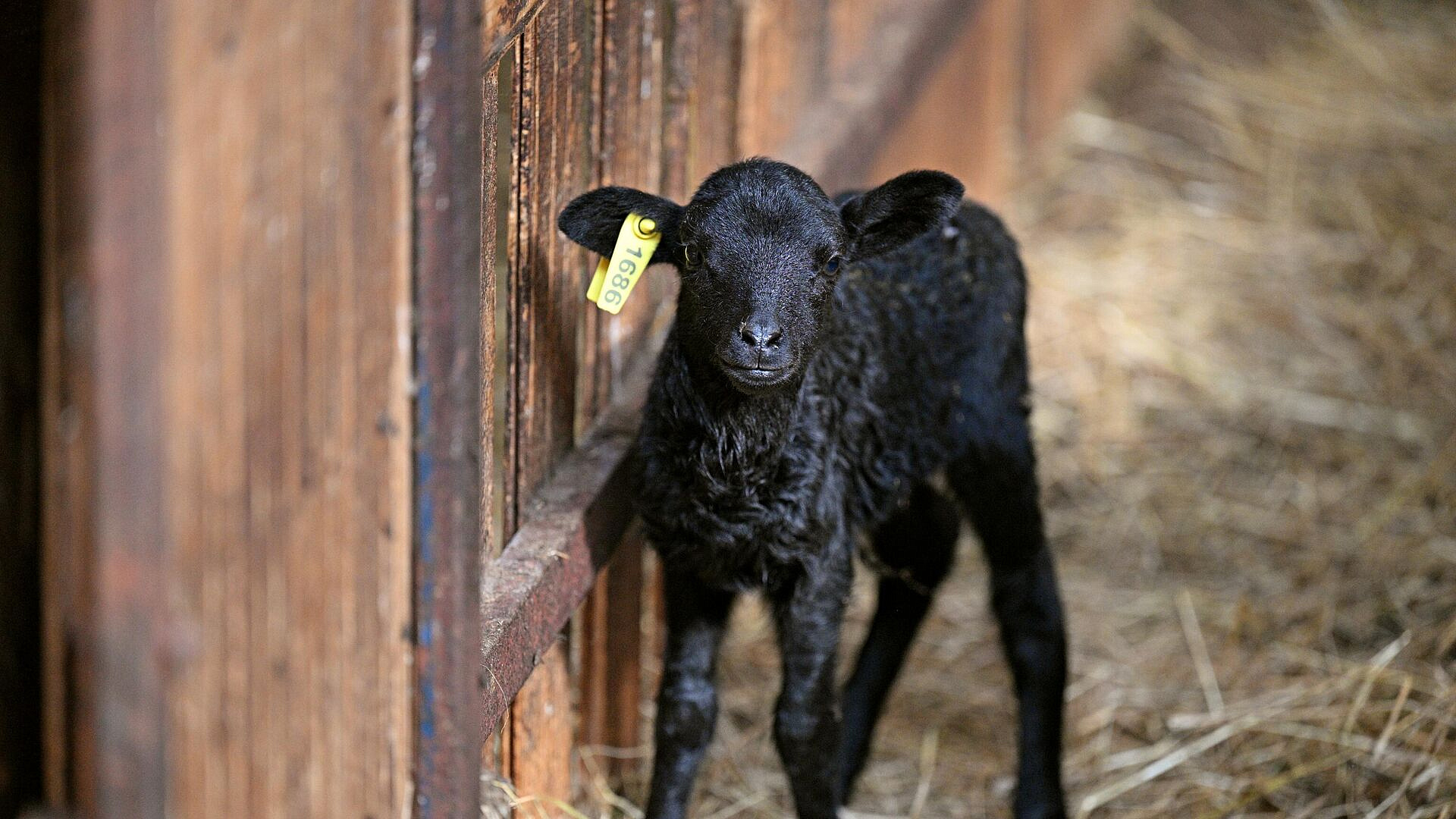 � �������� �������� �������� ��� ������ �������