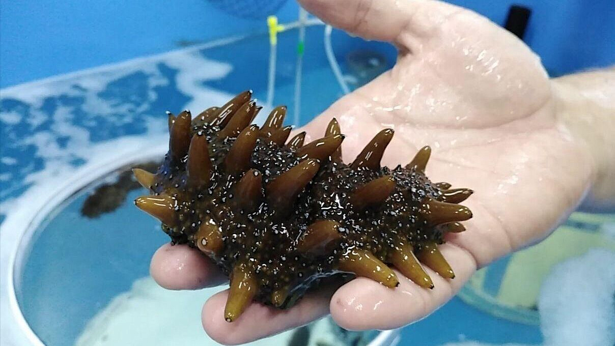 Двух жителей Приморья будут судить за незаконную добычу трепанга