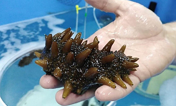 Двух жителей Приморья будут судить за незаконную добычу трепанга