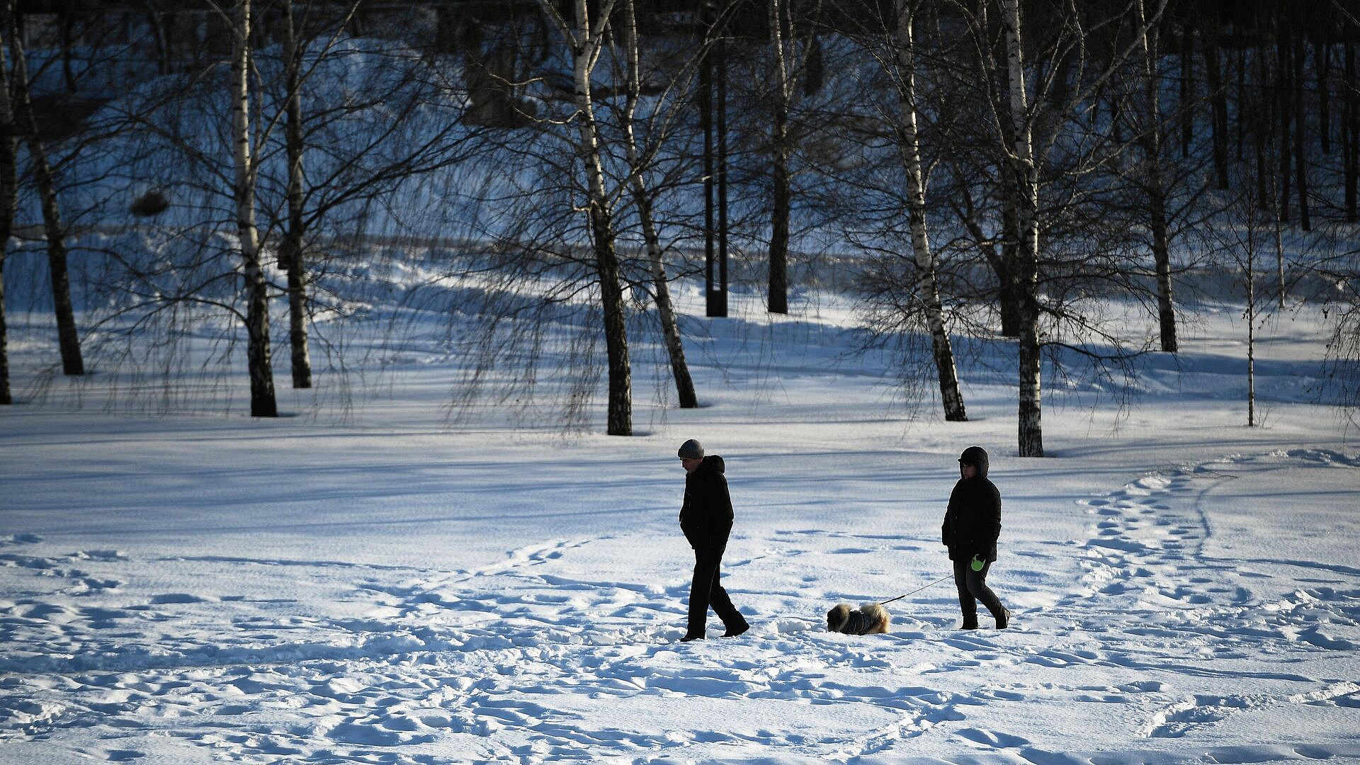 Кинолог дал совет, как ухаживать за собакой зимой