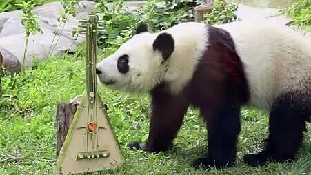 Панде Катюше подарили бамбуковую балалайку