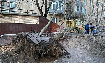 В Москве восемь деревьев упали в результате шторма