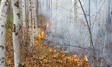 В России потушили 48 природных пожаров за сутки 