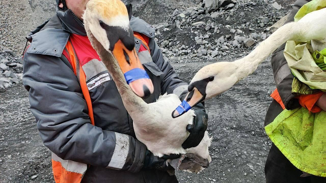 В Белгородской области спасли двух лебедей, упавших в карьер В Белгородской области спасли двух лебедей, упавших в карьер