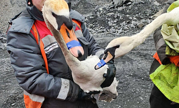 В Белгородской области спасли двух лебедей, упавших в карьер