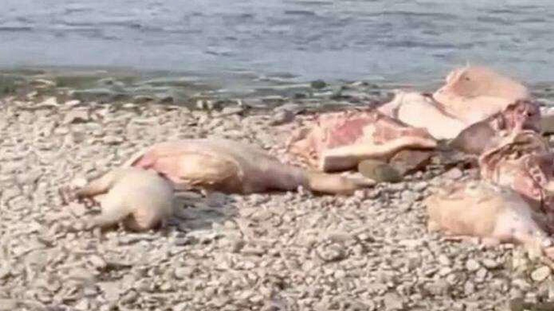 На Украине нашли туши свиней, зараженные африканской чумой