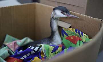 В Анапе спасли более двух тысяч птиц, пострадавших от мазута