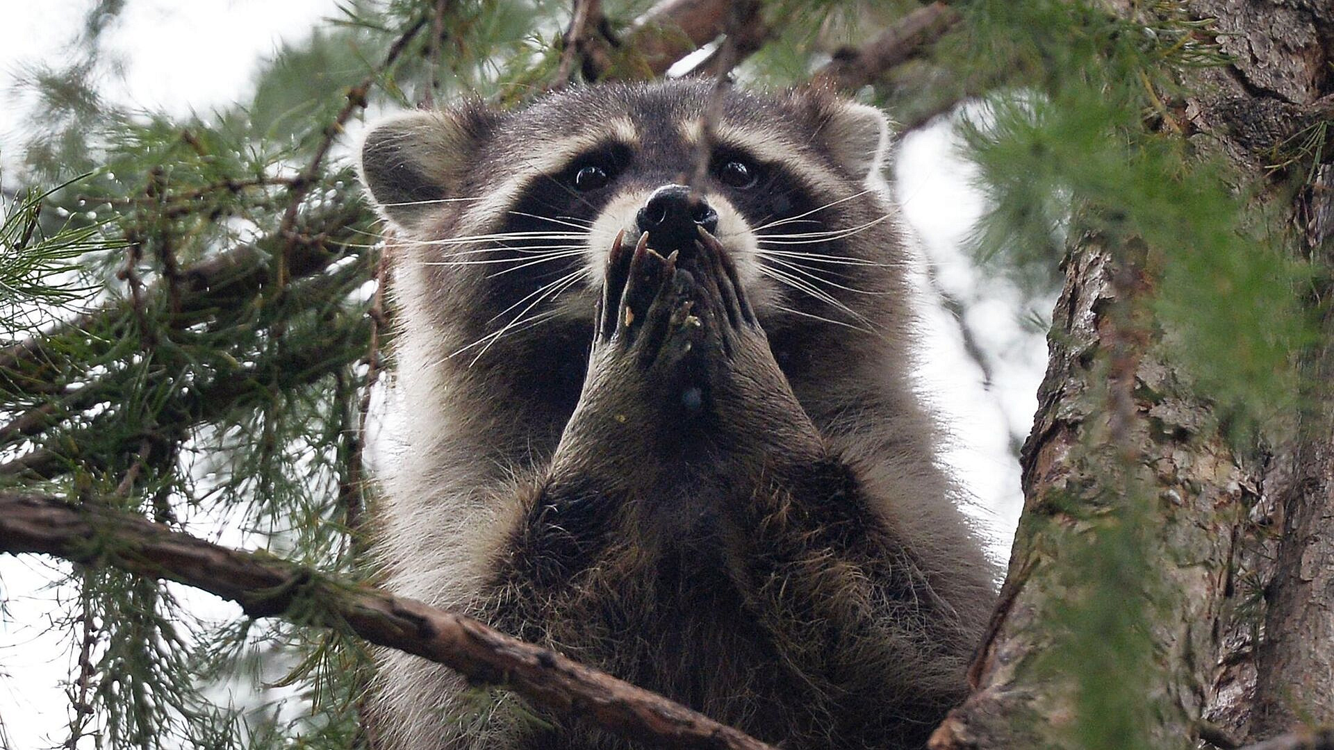 � ���������� �������� ���������� �����-��������� 