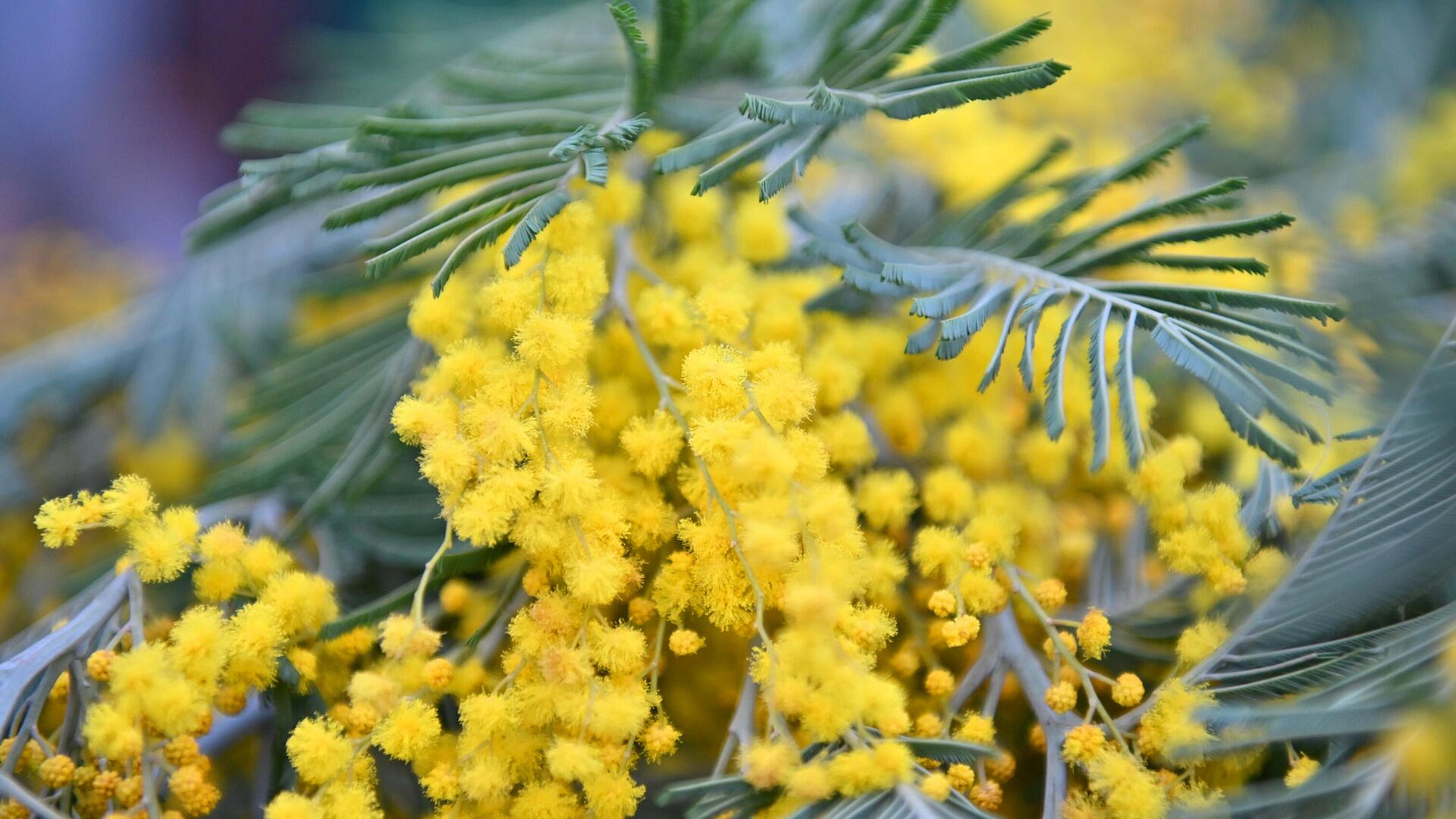 Аллерголог рассказал, какие цветы не стоит дарить на 8 Марта