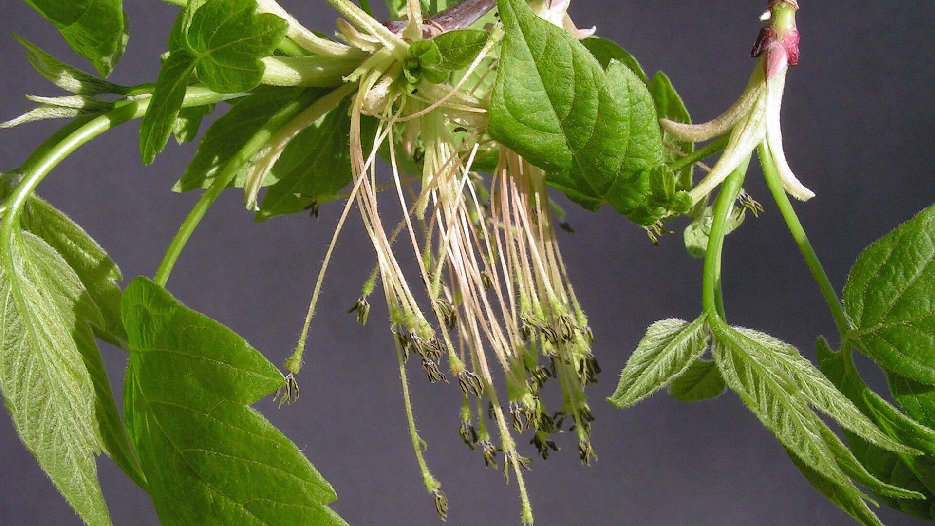 ������������ ���� ������ ��� ����������� ���������, ������ ������