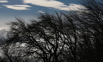 В Калининградской области штормовой ветер повалил деревья