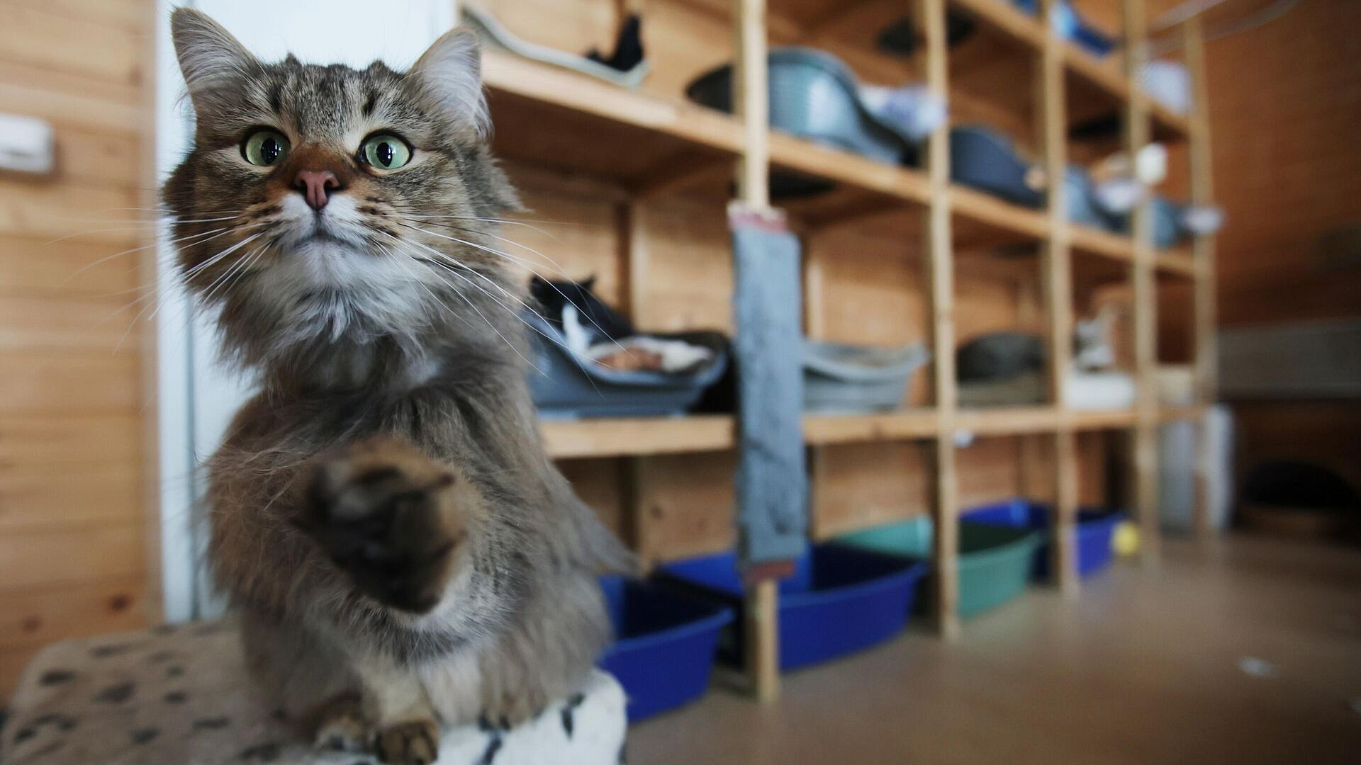 В Москве более 680 кошек из приютов нашли новых хозяев в 2024 году