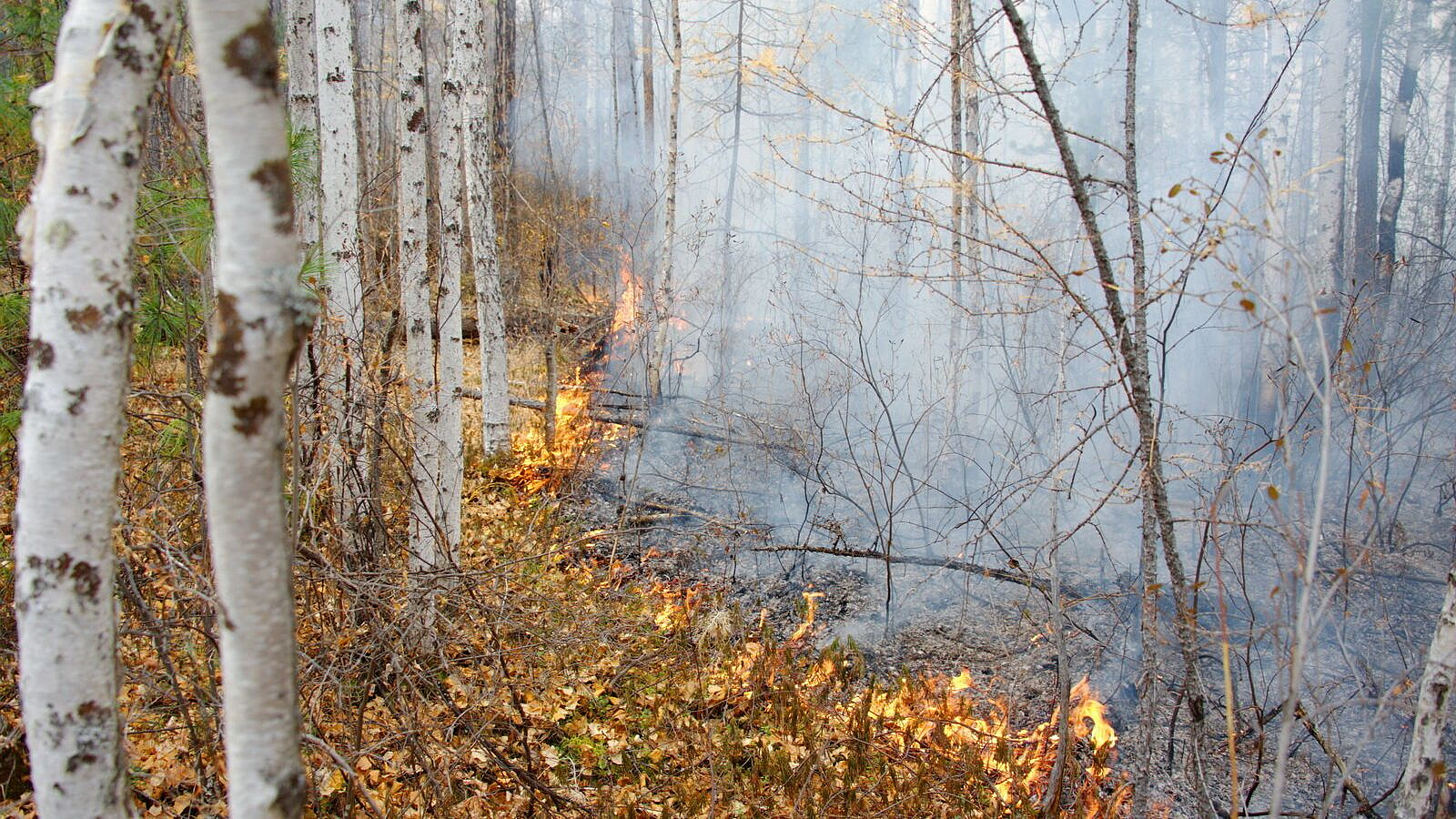 В Забайкалье тушат 35 природных пожаров